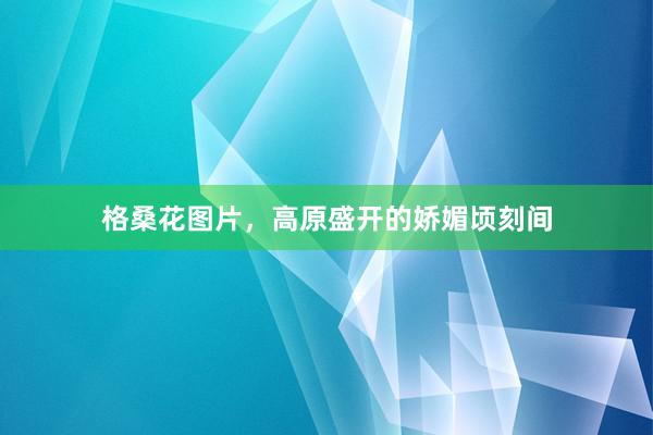 格桑花图片，高原盛开的娇媚顷刻间